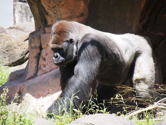 ２０１６年５月８日、千葉市動物公園に行きました。ＧＷ前にライオンの展示が始まり、見に行きました。part3では、モンキーゾーンを中心に紹介します。なかでもゴリラは圧巻でしたね。思わず、沢山の写真を撮してしまいました。その後は、子供動物園です。ビビリの息子は、動物には触りませんでした。