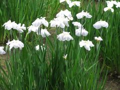 今が見ごろの明治神宮の花菖蒲園