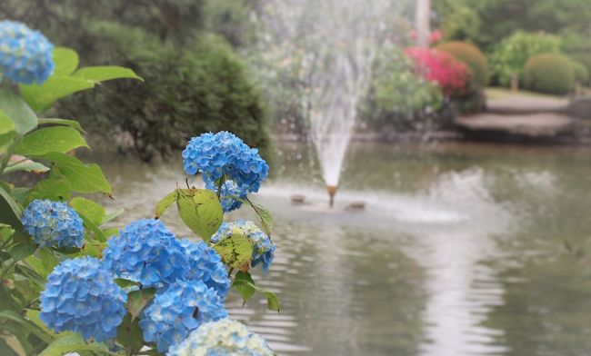 紫陽花のきれいな季節になって来たので、あまり遠くないところで、静かにあじさいを堪能できるところはないかと検索しているうちに＜水戸の保和苑＞を見つけました。<br /><br />今回はまだ咲き始めなので、訪れる人も少なく静かに拝見できましたが、さすがに「あじさいまつり」期間中はたいそう賑わうそうです。<br /><br />ちなみに、今年のあじさいまつりは6月12日(日)～7月3日(日)で、保和苑を中心とした水戸のロマンチックゾーンで様々な催しが行われるそうです。<br /><br />保和苑のあじさいは、訪ねた時は西洋紫陽花には少し早くて、山紫陽花や、額紫陽花、柏葉紫陽花などを見ることが出来ました。<br /><br />昨今、山紫陽花の魅力に目覚めたので（笑）、私にとっては最高の訪問となりました。<br />苑内には約１００種６，０００株のあじさいが咲き誇るといいます。<br /><br />「あじさいまつり」の期間ともなれば、玉咲きのあじさいが見頃となると思います。<br /><br />関東にお住まいの方でしたら日帰り圏ですので、どうぞ気軽にお出かけになってみてください。<br /><br />