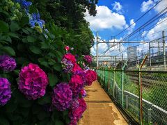 飛鳥の小径のアジサイ（王子駅から徒歩５分）