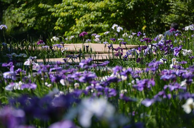 横浜　県立四季の森公園　花菖蒲、カワセミの夫婦愛