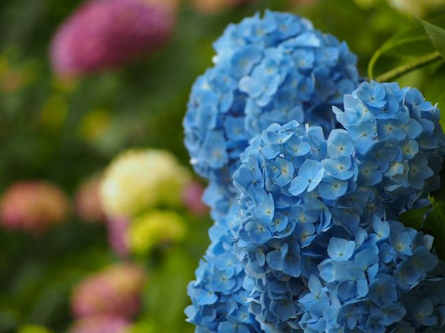 大好きな紫陽花が、見頃を迎えています。紫陽花咲くお気に入りの庭園に行って来ました。