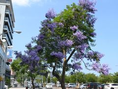 【ジャカランダフェスティバル2016】ジャカランダの花を見に熱海に行きました。観光の目玉になるか？