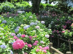 **下田**あじさい散歩♪ ～ひと山まるごとアジサイ！～ 2016.梅雨