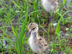 野鳥撮影記録（2016年６月③）房総の田園