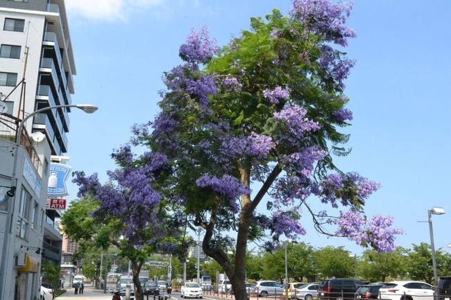 熱海市のお宮の末のところにあるジャカランダの花。世界三大花木の一つ「ジャカランダ」は観光のシンボルになりつつあります。熱海市の観光協会は力を入れていますね。<br />ラッパの形状がふわふわした感じで、ブドウの房状にも見える中南米原産の青紫色の花が見事です。<br /><br />熱海では1990年（平成2年）からジャカランダがあります。<br />国際姉妹都市であるポルトガルのカスカイス市から2本の木が贈られたことが始まりだそうです。<br />今では熱海の初夏を告げる花となってきています。温暖な熱海だからジャカランダが育つのですね。<br />2016年のジャカランダフェスティバルは6月11日からです。