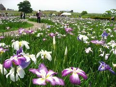 ’１６　小岩菖蒲園まつりに行ってみた