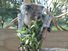 ゴールデンウイーク新婚旅行オーストラリア・メルボルン③（動物編）