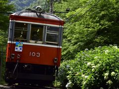 箱根登山電車に乗って、箱根の紫陽花を見に訪れてみた（まだちょっと早かった？編）