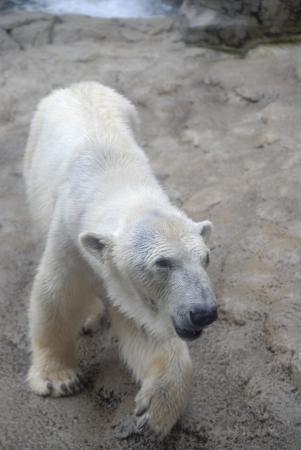 最終日は今回の旅でもう一つとても楽しみにしていた旭山動物園へ！