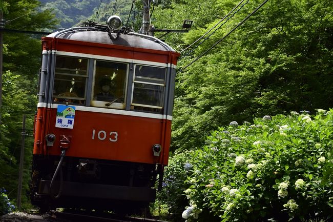 箱根登山電車沿線に咲く綺麗な紫陽花の風景を探しに、箱根登山電車に乗って箱根（大平台駅〜箱根湯本駅）の紫陽花散策に訪れてみました。