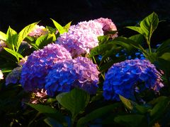 今宵　三室戸寺に　行ってきました！　～花言葉は移り気　そんな紫陽花がぶれることなく美しく咲いていた～