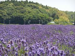 一面が薄紫色の佐倉ラベンダーランドをぶらぶら