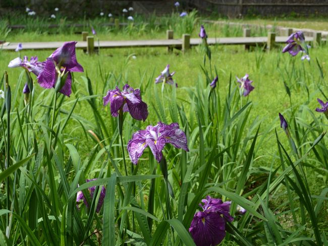 4トラの皆さんの花菖蒲を拝見し見たくなったので、近くの菖蒲園へ出かけた。<br />兵庫県尼崎市にある農業公園(入場無料)、伊丹空港の近くにあります。<br /><br />