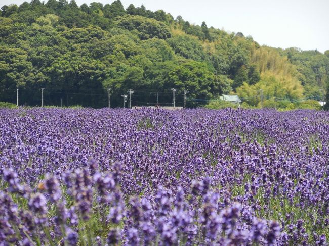 昨年にih2fxvさんの旅行記で初めて知ったここ、すぐに車で駆け付けたのですが、もうラベンダーの花は茶色に・・・<br />今年こそ薄紫色のラベンダー畑を見るため、万難を排して駆け付けました。<br />ここを経営する蕨産業(株)はゴルフ練習場や石材販売、霊園運営など手広く商売を手掛けていますが、代表蕨和雄氏は2007年から佐倉市長に就任。いろいろと奥が深いようで・・・<br />ラベンダー畑も富良野のラベンダーの先駆者であるファーム富田にいろいろと指導を受けて、約1000?に三種類のラベンダーを植え、今に至っているようです。