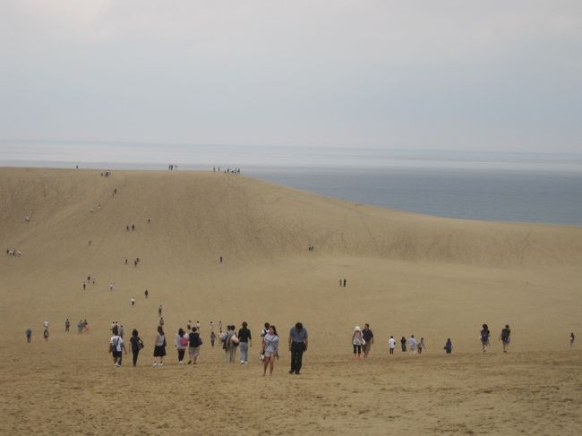 鹿野温泉での散歩もスムーズに進み、バスや鉄道にあまり待たされることもなかったので、鳥取にはまだ日が高いうちに戻ってこられました。<br /><br />なので１度ぐらいは見に行ってみようとバスを乗り換えて鳥取砂丘へ。<br />んで行ってみると風が強い！やっぱりというかけっこう広い！<br />午前中から歩き通しだったので、砂丘の奥に行くのはさっさと諦めました．．．