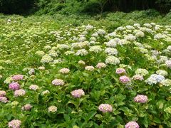 荻窪公園のアジサイ_2016(1)_ほとんど蕾、咲いているのはほんの一部だった（群馬県・前橋市）