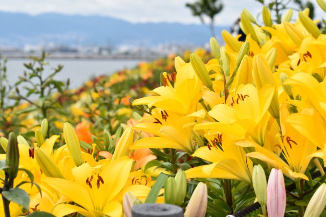 初夏を彩る花を見に大阪市此花区にある大阪舞州「ゆり園」に行ってきました。<br />海とゆりの競演は最高にきれいでした。<br />隣接しているあじさい園も見てきました。