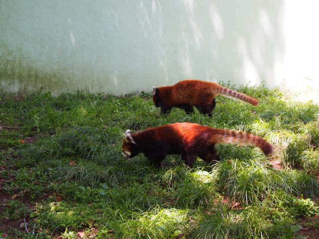 ２０１６年５月８日、千葉市動物公園の最後の記事です。ここでは、千葉市動物公園を有名にしたレッサーパンダを紹介します。風太君が立つレッサーパンダとして有名でしたが、最近は年のせいか寝ているばかりだそうです。その子供や孫などが普通に四足歩行で歩いて居ました。昔、乗り物があったゾーンは撤去され、ＢＢＱの場所になっていました。