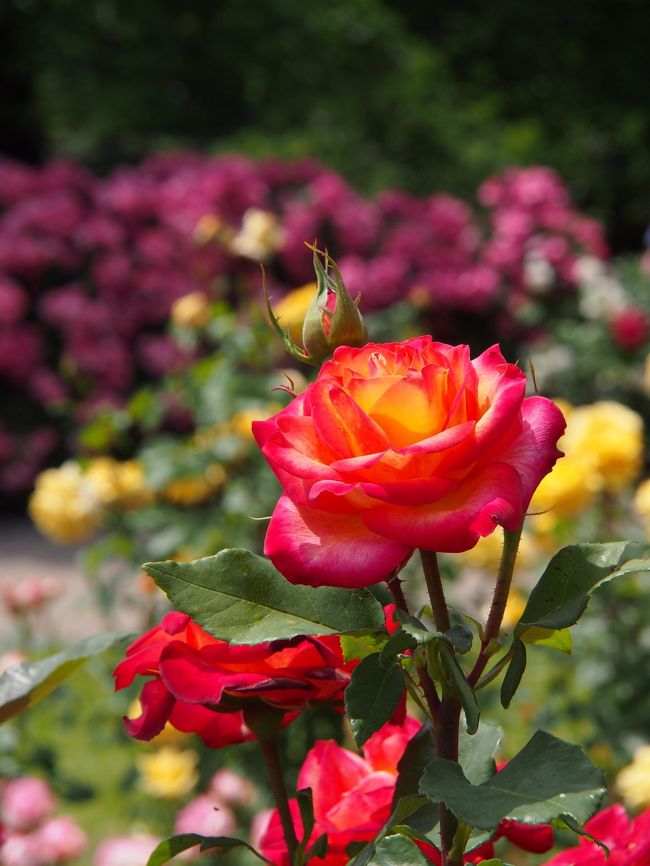 今年もまさに薔薇のシーズン。<br /><br />ワンパターンだけど、今年も山形県村山市の東沢公園のバラ園に行こうか・・・と、開花情報をチェックしていたのだが、ちょうど先週末（５日）が明けたとたんに、見頃・・・となってしまった。<br /><br />薔薇は、できれば・・・見頃となったらすぐに見にいきたいのだが・・・連れ合いと一緒に出かけるとなると・・・１週間待たなければならなかった。１週間たつと・・・もうピーク過ぎちゃってるかもしれない・・・と思ったが・・・お天気もちょうどよかった１１日の土曜日に訪れてみた。<br /><br />開花情報では、まだ見頃・・・ということだったが、ほとんどの薔薇は・・・ややピーク過ぎになってしまっていた。全体を見るととっても華やかで・・・まだまだキレイなのだが、個々に眺めると、ちょっとね〜ぇ・・・というものが多かったのは残念。<br /><br />それでも・・・バラの香りと・・・あでやかな色彩の薔薇の楽園を楽しんだ。しかし・・・からっとしているものの・・・夏のような気温で・・・ここのところ雨が少なく・・・薔薇にとっても・・・ちょっと辛いね〜。<br /><br />バラまつりは７月３日まで<br /><br />東沢バラ公園バラまつり<br />http://www.city.murayama.lg.jp/kanko/rose/baramatsuri.html<br /><br />昨年の旅行記<br />http://4travel.jp/travelogue/11019480