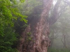 屋久島＊縄文杉トレッキング 