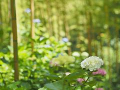 紫陽花めぐり、花野辺の里と八幡岬公園