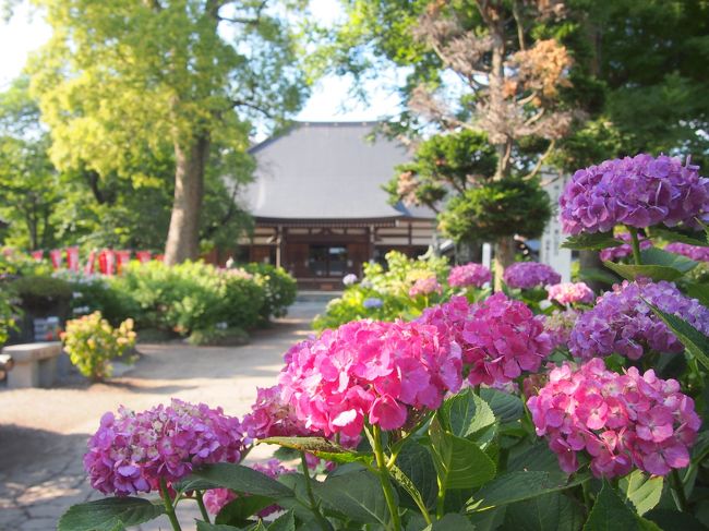梅雨に入って、今年はまだ紫陽花を見に出かけてないな〜と、<br />お天気が良かった６月１０日に近場でどっかあるかな？と昨年も行った<br />埼玉県の熊谷市にある妻沼のあじさい寺「能護寺」に行ってみました。<br /><br />６月下旬まで楽しめる紫陽花、まだ満開までにはなってませんでしたが<br />色づいてるものも多く、充分楽しめました。<br /><br />能護寺からそう遠くない所に、規模は小さいですが、この時期に見頃を迎えてるひまわりの畑があるのを知ったので、ちょっと寄ってみました。<br />