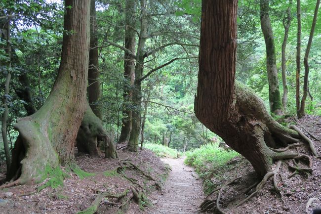 適当に回る京都の旅。今回は鞍馬山に30年近く前に行って以来の再訪。本殿にお参りしてそのまま帰るつもりが霊宝殿で毘沙門天をお参りして勢いがついてどんどん山の深みにはまり、奥の院から貴船まで歩いてしまいました。道は険しい山ですが、整備されているので、さほど危ないところはありません。貴船神社にもお参りしたあと叡山電車の終点、出町柳からさらに下鴨神社へと。日頃歩いていないわりに無茶な感じですが、まだいける。<br />ご高齢の方が山にはまる理由のひとつがわかった気がします。まだいける。でも来年はわからない。（笑）<br />貴船と鞍馬の山は険しい岩の山肌に奇妙な形で根を張る木々の立ち並ぶ不思議な森。古の人々が霊力を感じたこともよくわかります。