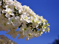 あじさい/hydrangea in 権現堂