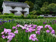 梅雨の遠州花巡り【速報版】～昔ながらの庄屋屋敷が優美な紫色に彩られ・・・花菖蒲の名所「加茂荘花鳥園」へ♪～