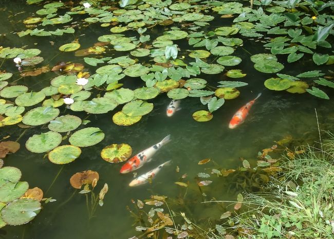 昨日は今話題に成っている岐阜県関市板取洞戸村の『モネの池』に出掛けて来ました。話題になっているだけ有って多くの方々來場しています。<br /><br />池の蓮の花も満開、旧板取村(現関市板取洞戸地区)の道路は紫陽花ロードと名付けられている通りに10万本の紫陽花の花が見頃を迎えてくれて満開でした。<br /><br />来る旧板取村の『21世紀の森』では6/25〜6/26に紫陽花祭りが開かれます。<br /><br />多くの人が殺到が予想されます。<br />来られる方は『モネの池』は「根道神社」境内ですので、根道神社を目的地にナビに打ち込むと良いでしょう。<br /><br /><br />関市板取あじさいまつり<br />http://www.kankou-gifu.jp/event/3519/<br /><br />写真は蓮の花が満開の池を泳ぐ数匹の錦鯉です。<br /> 中には頭にハートを魅せる鯉もいます。