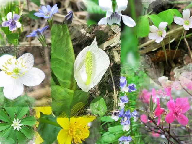 ミズバショウのある風景を見たくて、急遽決めた尾瀬行きであったが、そこ<br />にはミズバショウだけでなく、初夏の到来を告げる小さな花たちが、しっか<br />りと存在をアピールしていた。<br />