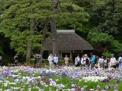 花菖蒲　東京は小石川後楽園、水元公園