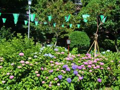 白山神社～小石川植物園