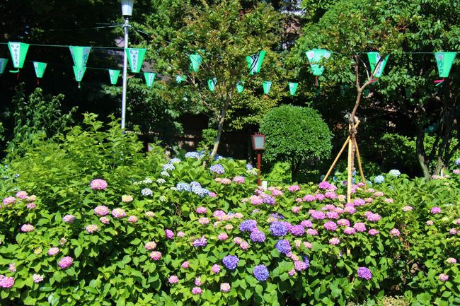 白山神社の紫陽花、小石川後楽園の花菖蒲をメインに文京区内を散策。<br />小石川後楽園は続編に記載予定