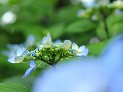 雨でも花から花へ♪　鶴舞公園＆庄内緑地公園　