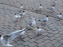 かもめに会いに・・・タリン・ヘルシンキの旅（ヘルシンキ編）