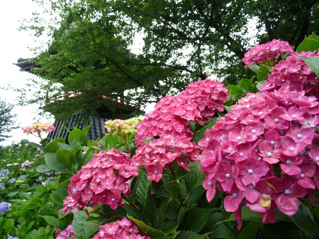 アジサイ寺として知られている「能護寺」を、２年ぶりに訪れました。<br />「能護寺」は、埼玉県の北部、「暑い」でおなじみの熊谷市の北端にあります。<br /><br />アジサイの開花状況は、若干早めでしたが、萎れた花や枯れた花が少なかったので、総合的には見頃といって良い状況でした。<br />綺麗な青空が見られなかったことは残念でしたが、梅雨時なのに降られなかったので好しとします。