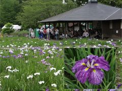 小さな旅　東村山北山公園の菖蒲苑2016　Iris Garden in Kitayama Park