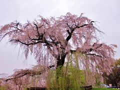 雨の京都、彦根城、エクシブ京都八瀬離宮