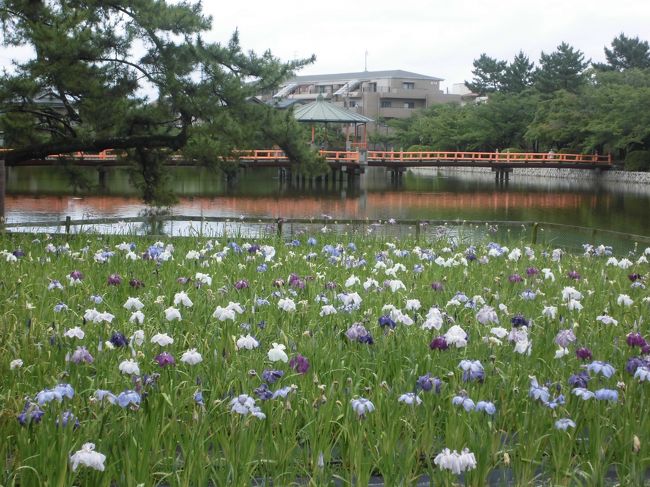 菖蒲園を見に行きました。