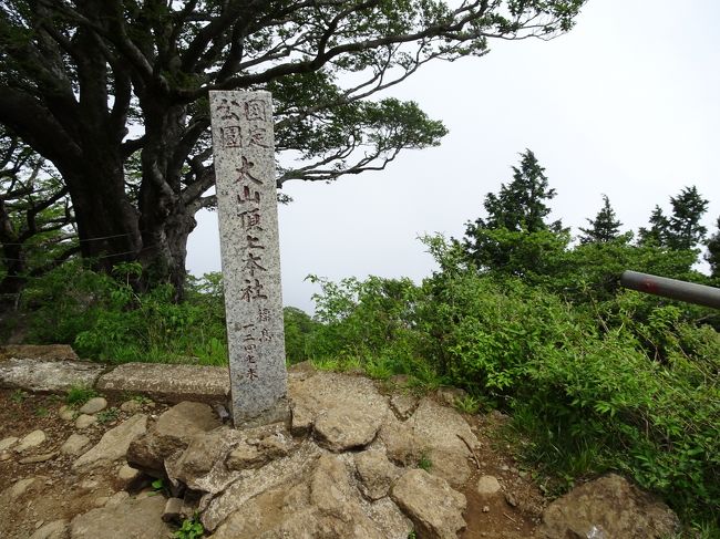 大山　標高1247M<br /><br />秦野駅からバスで蓑毛。ヤビツ峠から頂上を目指す。<br />下りは日向薬師に向かう。<br />拝観料は200円もするので、中には入らず。<br />そして、現在は工事中。<br /><br />日向薬師から小田急の伊勢原駅までバスに乗る。<br />バス亭のそばには売店があって、ジュースやアイスやお土産を購入できる。この地域で有名な柏木牧場のアイスも200円。<br />普通のメーカーアイスなどは120円だったかな。