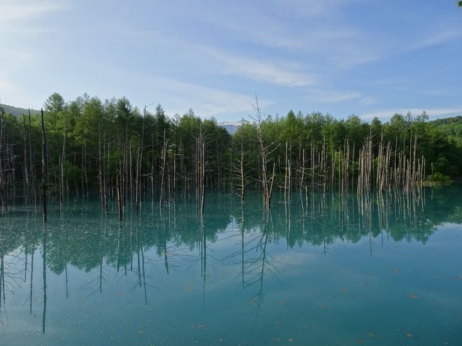 毎年6月に北海道の美瑛で開催される<br />ハーフマラソンに参加しました。<br />二泊三日で、マラソンのスタート地点に近い白金温泉に宿泊し、<br />プチ観光と温泉を満喫してきました。<br /><br />最終日はホテルをチェックインし<br />バスを乗り継いで空港へ。そのまま帰るだけの日でした。<br /><br />というわけで特に面白い写真もないので2日目に行った<br />青い池の写真と、ホテルの部屋の写真も載せてみました!