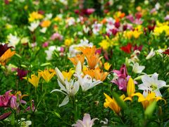 加茂荘花鳥園から可睡ゆりの園へ