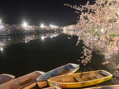 北東北地方の桜とカタクリと水芭蕉を求めて（世界一の桜並木・弘前城のライトアップ）