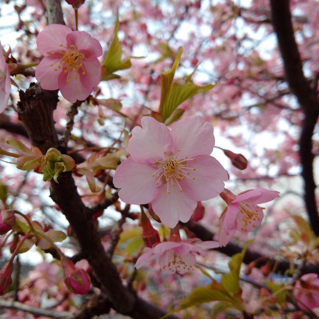 桜の時期にはちょっと早いけど、と思っていたら<br />松戸で桜祭が催されていると知り行って来ました。<br />河津桜。綺麗でした。<br />ついでに、重要文化財の戸定邸を見学。<br />こじんまりとした、住宅街の中に歴史ある建物が有り、昔を思わされ大満足。