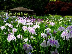 20,000株の花菖蒲と 紫陽花♪６月だけ開園する「染谷花しょうぶ園」と大宮氷川神社