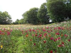 ゆり園　　ＩＮ　　ところざわ