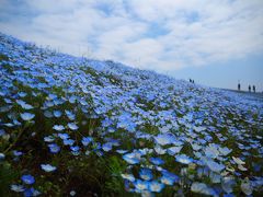 ネモフィラ　ひたち海浜公園　可愛すぎかっ　