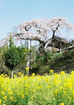 ひとりお花見部 2008　井手の玉川～地蔵禅院～京都市内　　　京都詣でNo.9